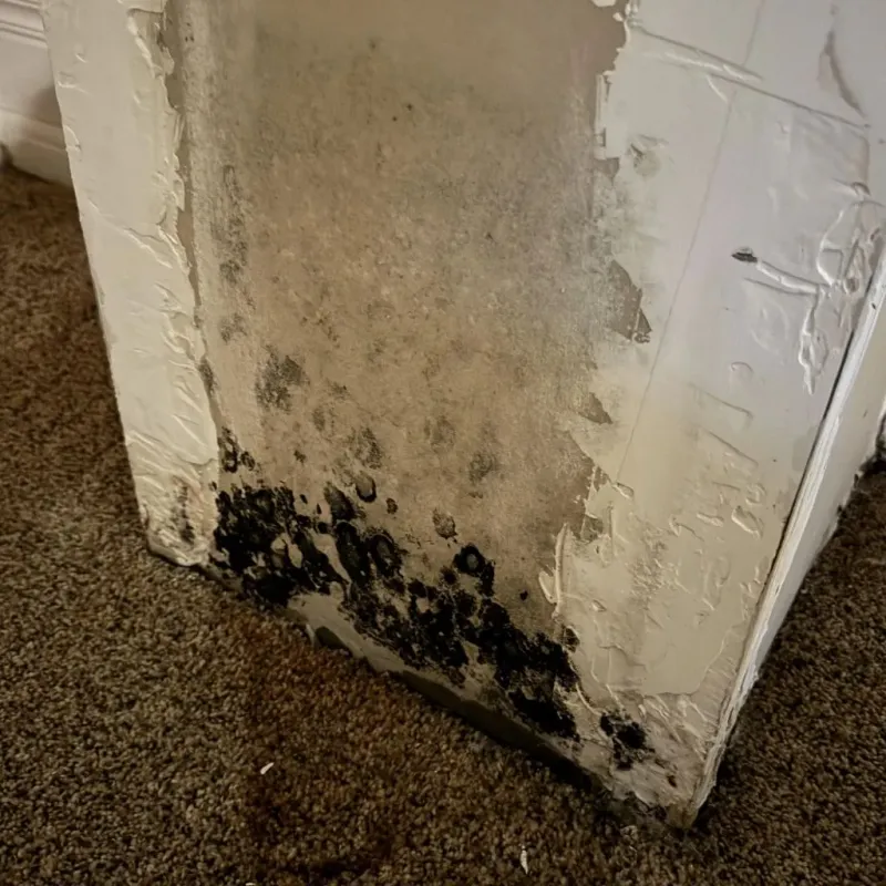Professional Mold Removal in Ashville, AL